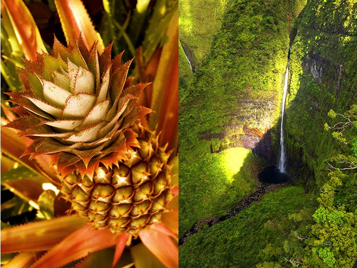 Left photo: A pineapple growing in the warm Hawaiian sunlight. (Hawaii.com/Napua Heen) Right photo: Wainiha Valley (Honolulu Star-Advertiser)