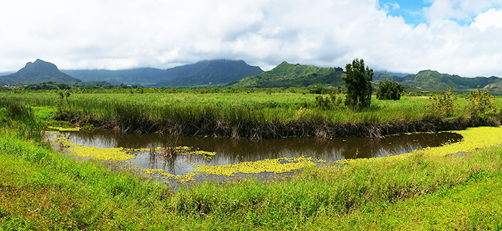 Image of kawai nui