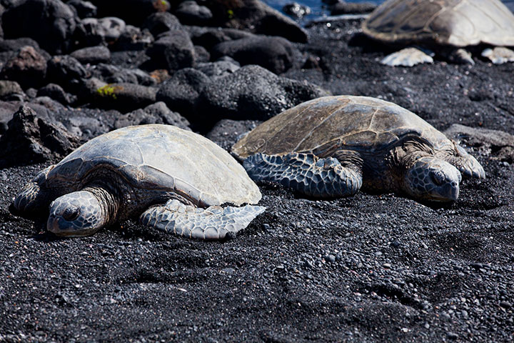 Honu at black sand beach Punaluu. Photo courtesy of Hawaii Tourism Authority (HTA) / Tor Johnson.