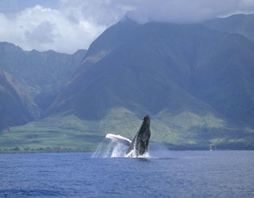 Spot a Humpback from the Shore