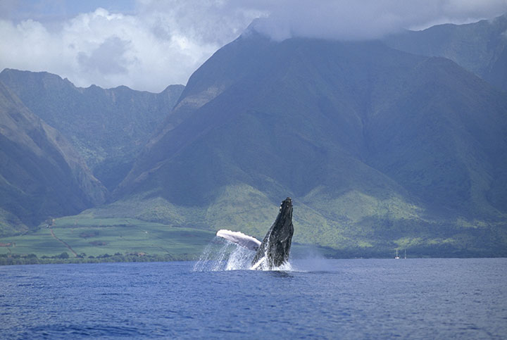 Hawaii Whale Watching: Tours & Places to Watch Whales | Hawaii.com