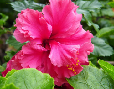 23 Exotic Flowers in Hawaii