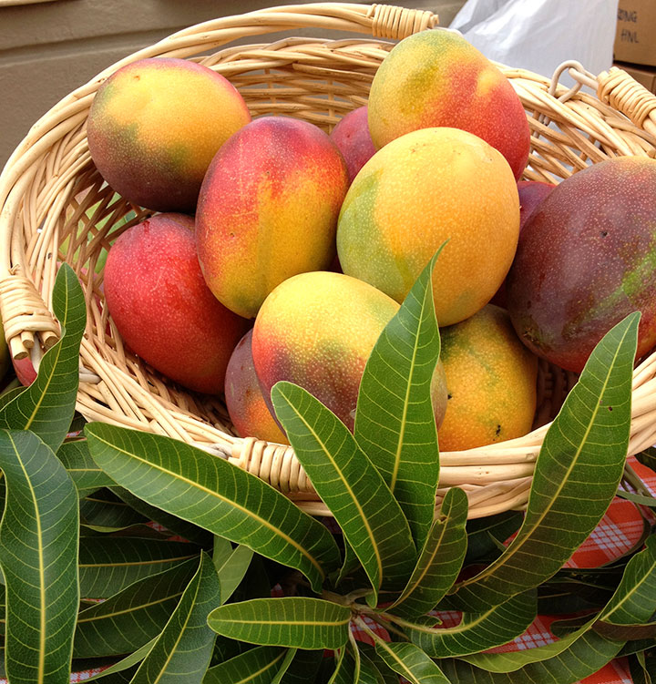 Hayden Mangoes