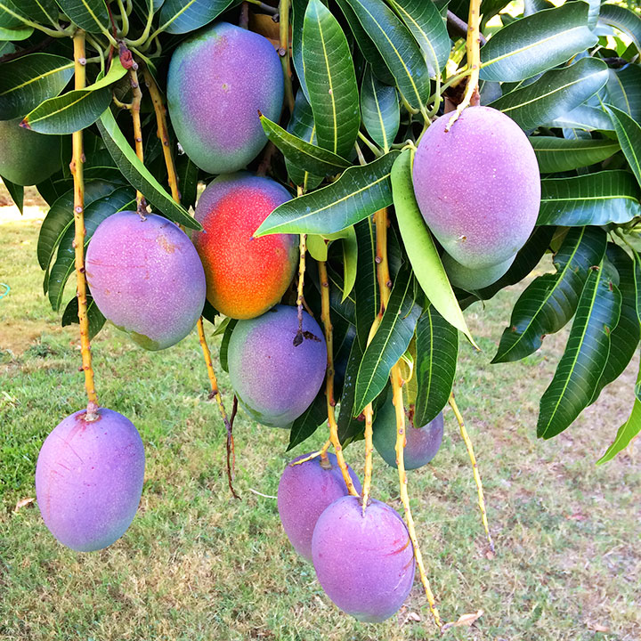 Rapoza Mango