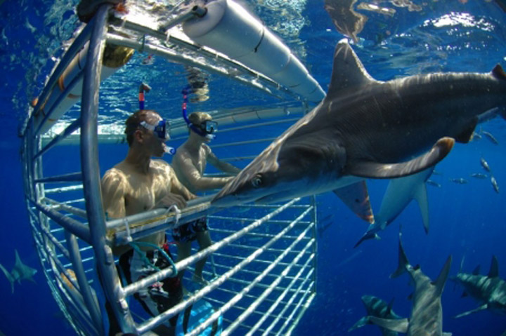 shark watching tours maui