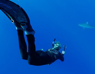 Hawaii Shark Encounters Offer Up Close Experiences Off Of Haleiwa, Oahu