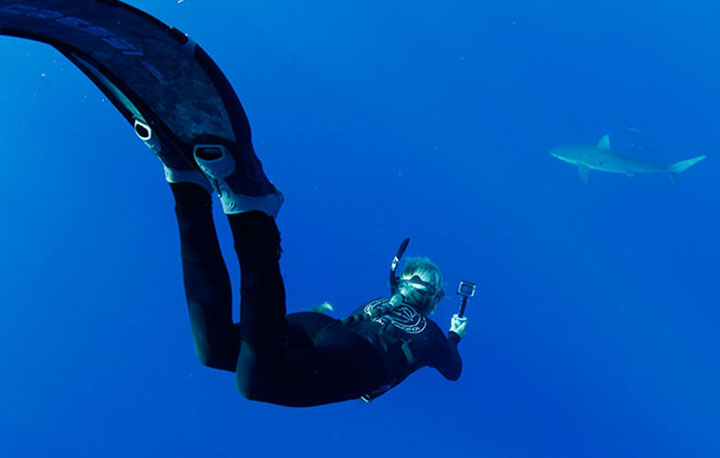 Ocean Ramsey of One Ocean Diving dives down to identify a Galapagos shark during a cageless shark viewing expedition with One Ocean Diving off Haleiwa on Oahu's North Shore.  Photo:  Jamm Aquino/The Honolulu Star-Advertiser.