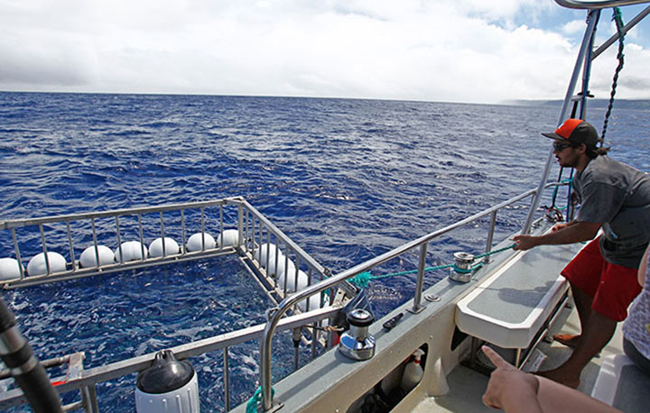 Crew member Darrin Whittaker secures the shark cage to the side of the vessel Kainani during a shark viewing expedition with Hawaii Shark Encounters off Haleiwa on Oahu's North Shore.  Photo:  Jamm Aquino/The Honolulu Star-Advertiser.