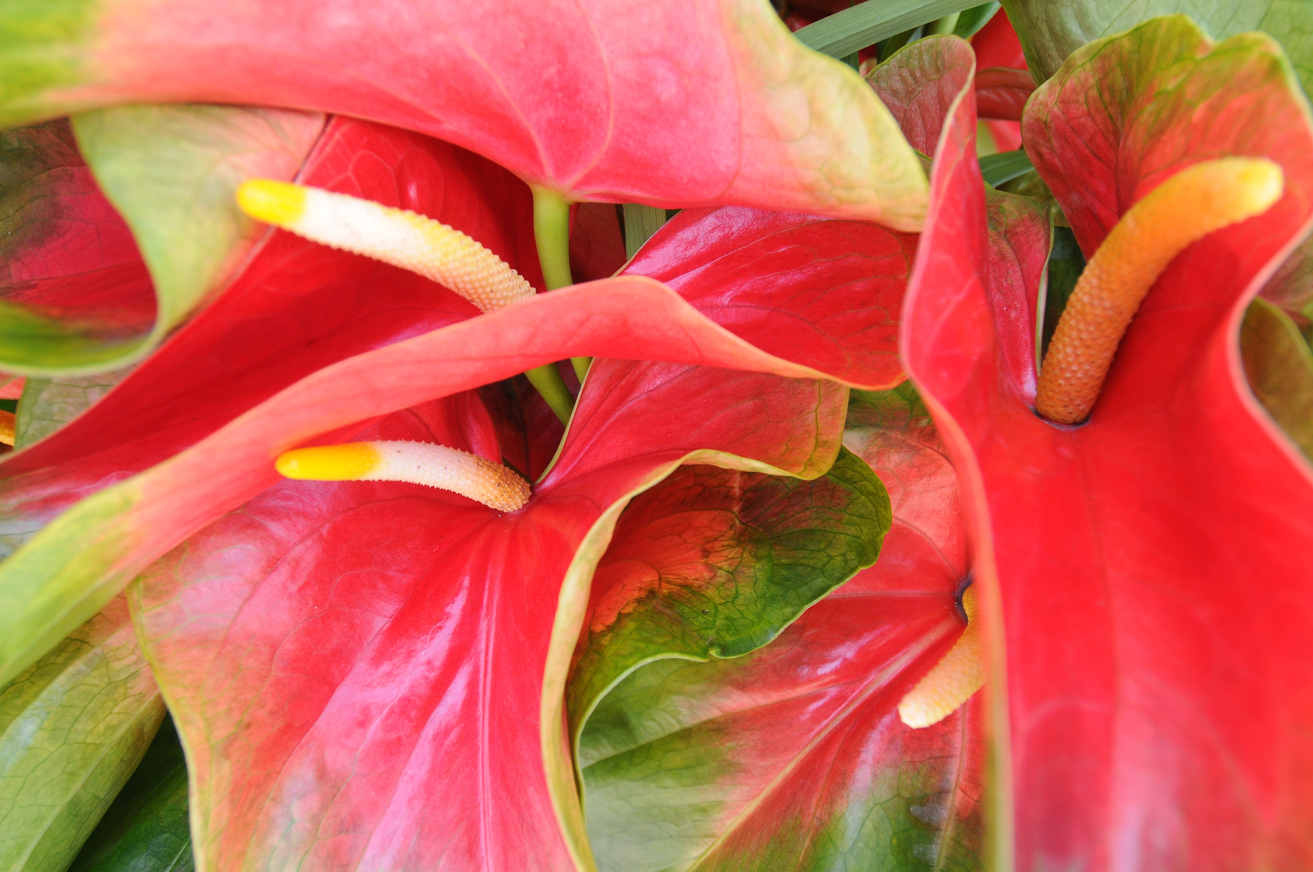 Anthurium Plants For Sale Big Island Anthurium Plants For Sale Big Island