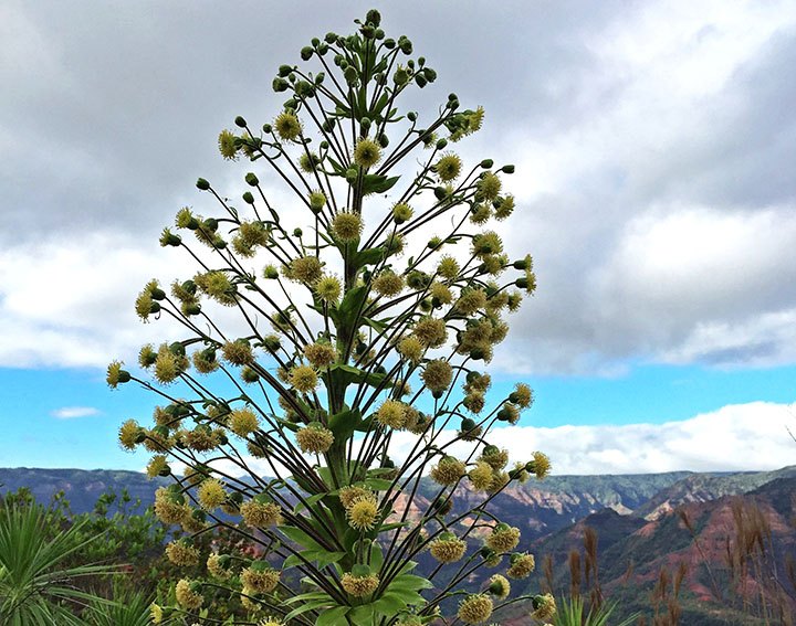 hiking waimea canyon iliau plant