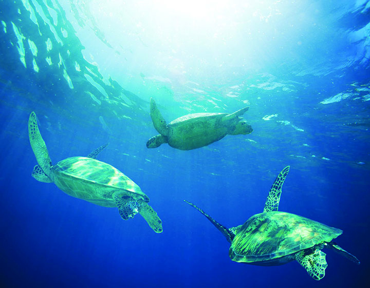 Image of turtles in sea