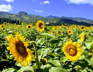 Searching for Sunflowers on Oahu’s North Shore