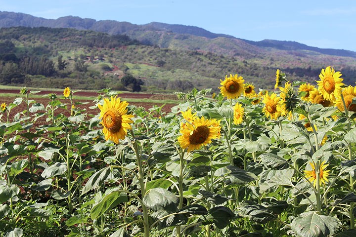 Image of DuPont Pioneer Waialua farm during sunflower season