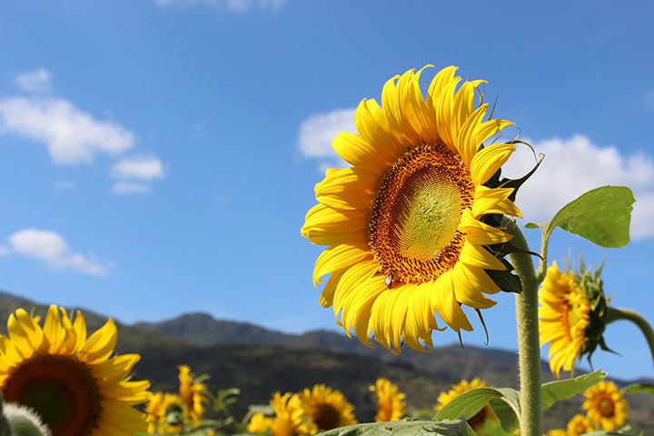 Image of Sunflowers on Oahu's North Shore
