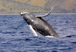 Oahu Whale Watching Tours