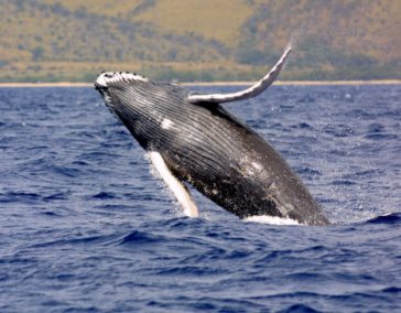 Oahu Whale Watching Tours