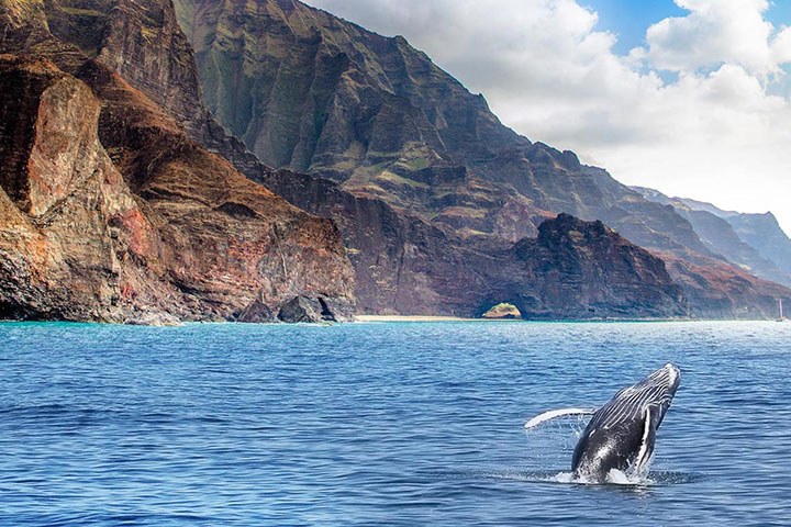 best whale watching tours on kauai