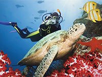 scuba-turtle-nav