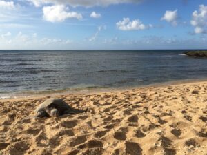 Green sea turtle on the sand at Haleiwa Alii Beach Park. (Photo Courtesy of Adam Sparks)
