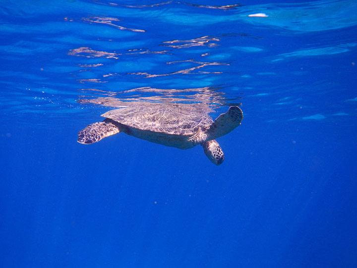 Image of turtle