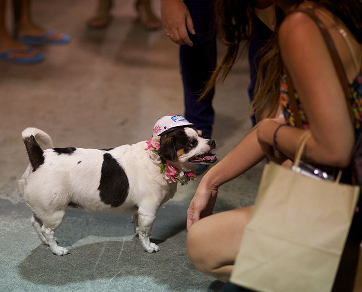 Image of a dog