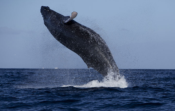 Image of North Pacific Humpback Whale Season Show.