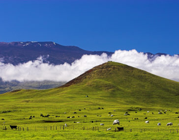 Waimea, Trendy Hawaiian Cowboy Town