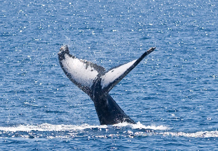 Image of Humpback Whale National Marine Sanctuary