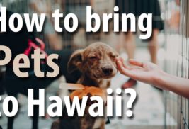 Bringing Pets to Hawaii