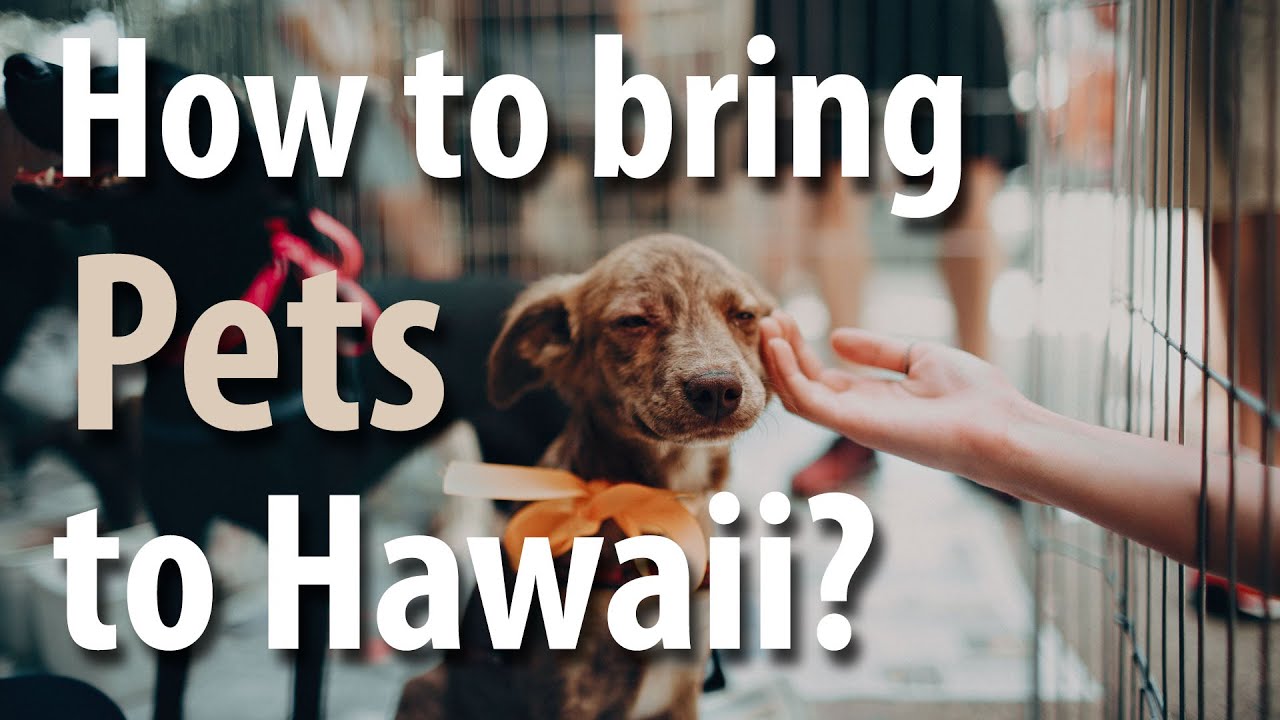 Bringing Pets to Hawaii | Hawaii.com