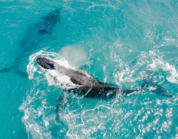 Guide to Whale Watching in Hawaii