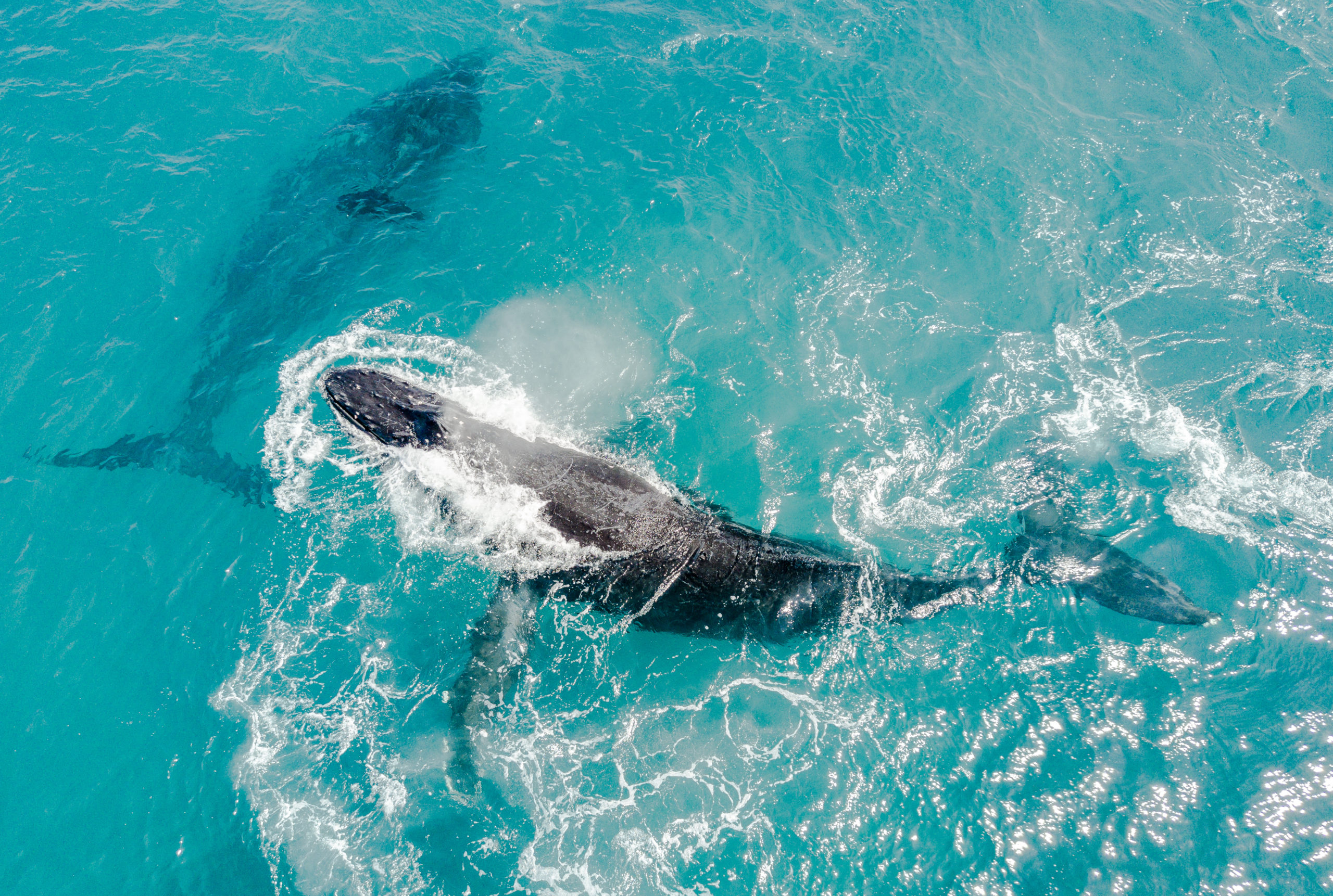 whale watching excursions in hawaii