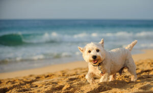pet travel to hawaii requirements