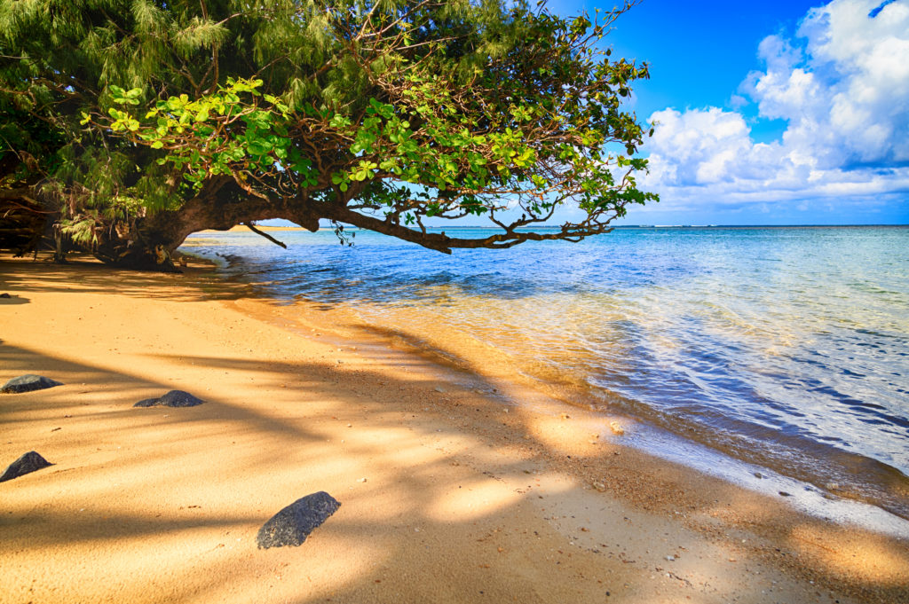 Leaning almond tree on a beach, Kauai
