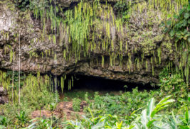 Check Out This Magical Fern Grotto on Kauai